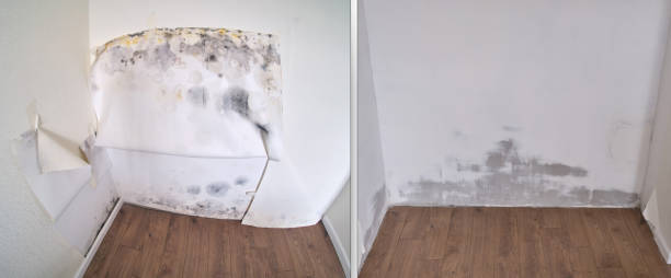  Lake Alfred, FL Mold Removal Pros